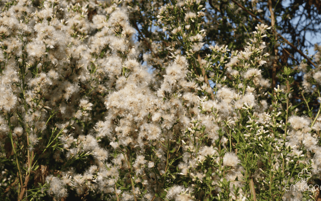 Baccharis Allergies: Unveiling the Secrets of the Hidden Allergen