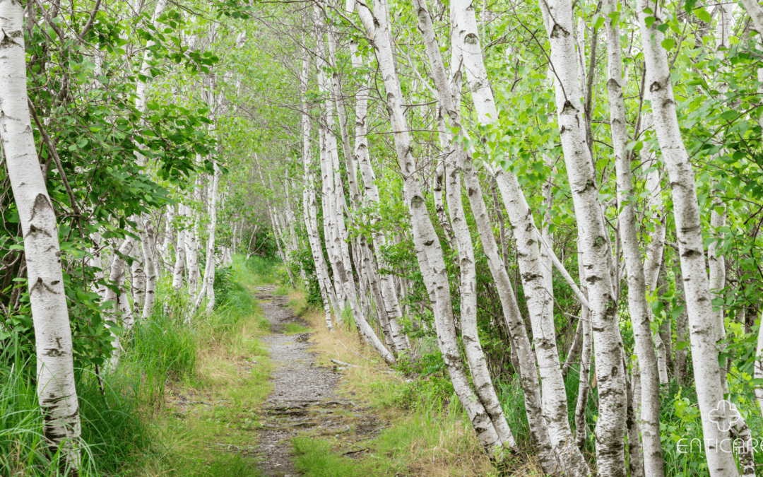 Birch Tree Allergies – Origin, Facts, and Management