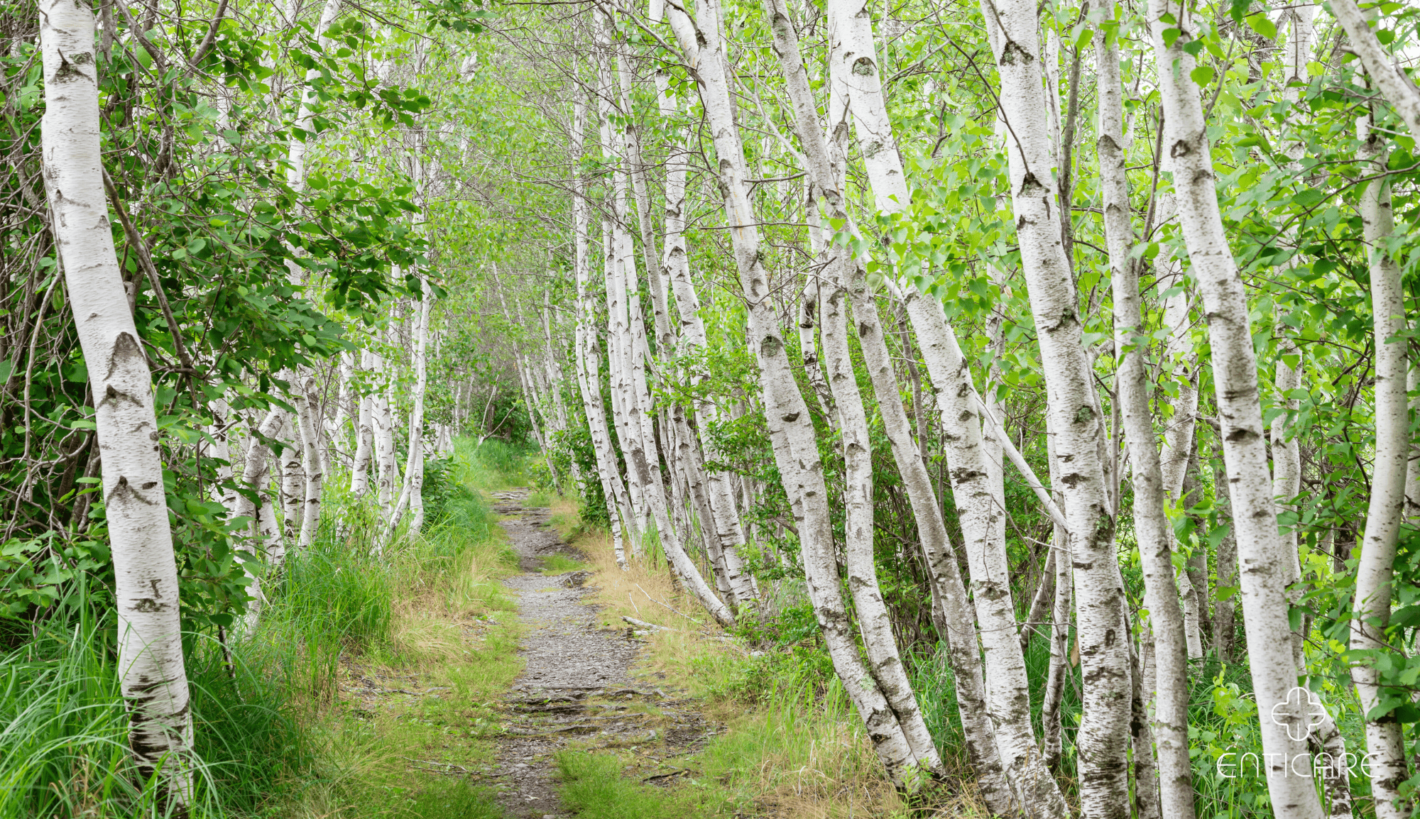 Birch Tree Allergies - Origin, Facts, and Management | Enticare Ear ...