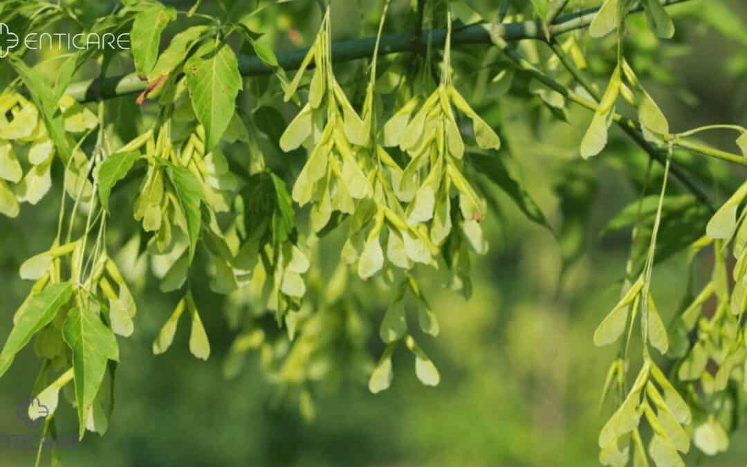 box elder allergies