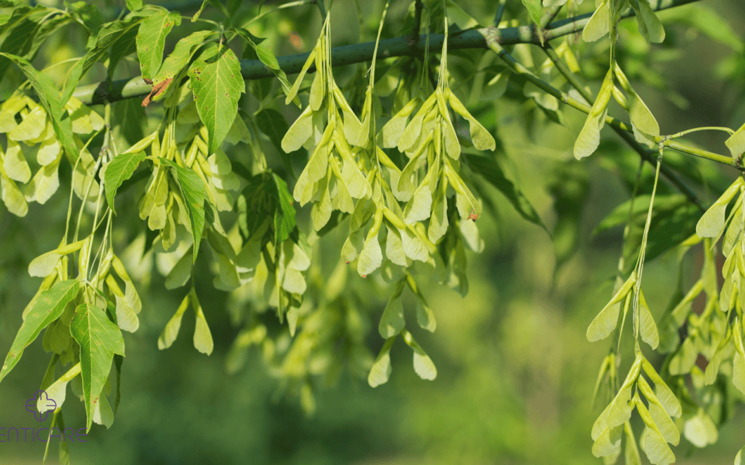 Exploring Box Elder Allergies