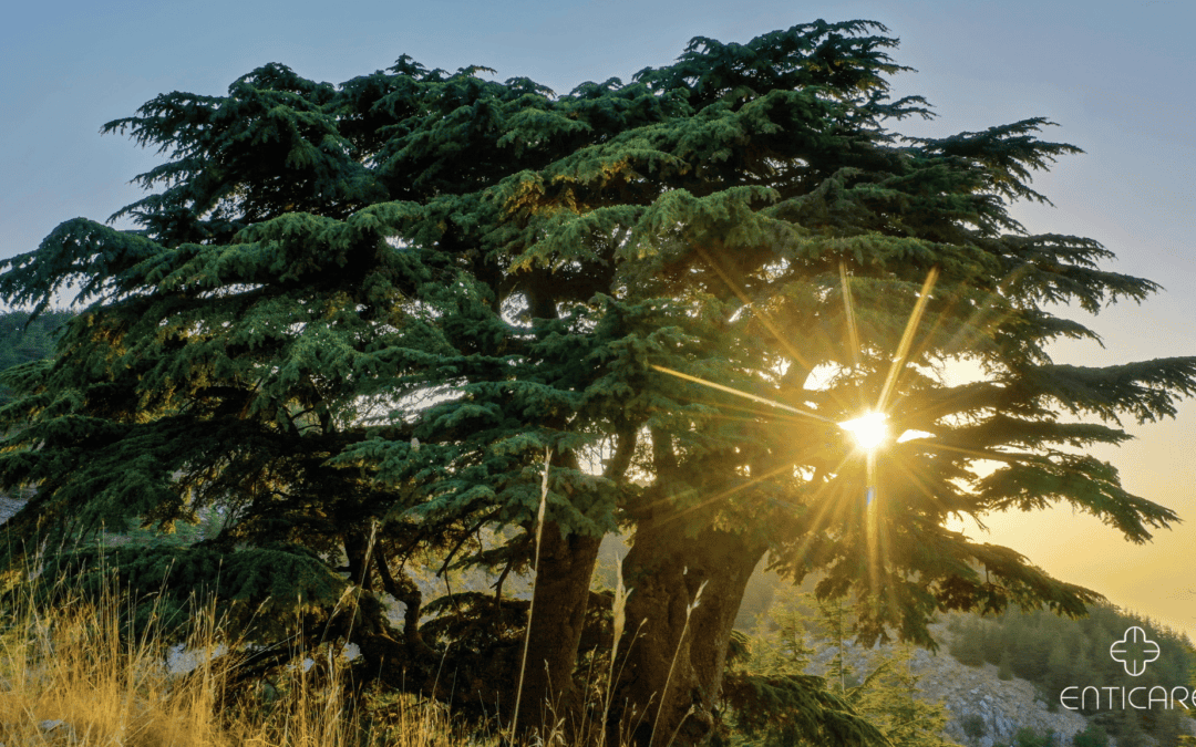 Demystifying the Winter Woes: Unveiling Cedar Mountain Allergies in North America