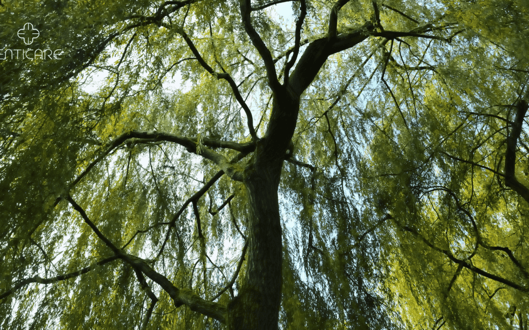 Are You Suffering from a Black Willow Tree Allergy?