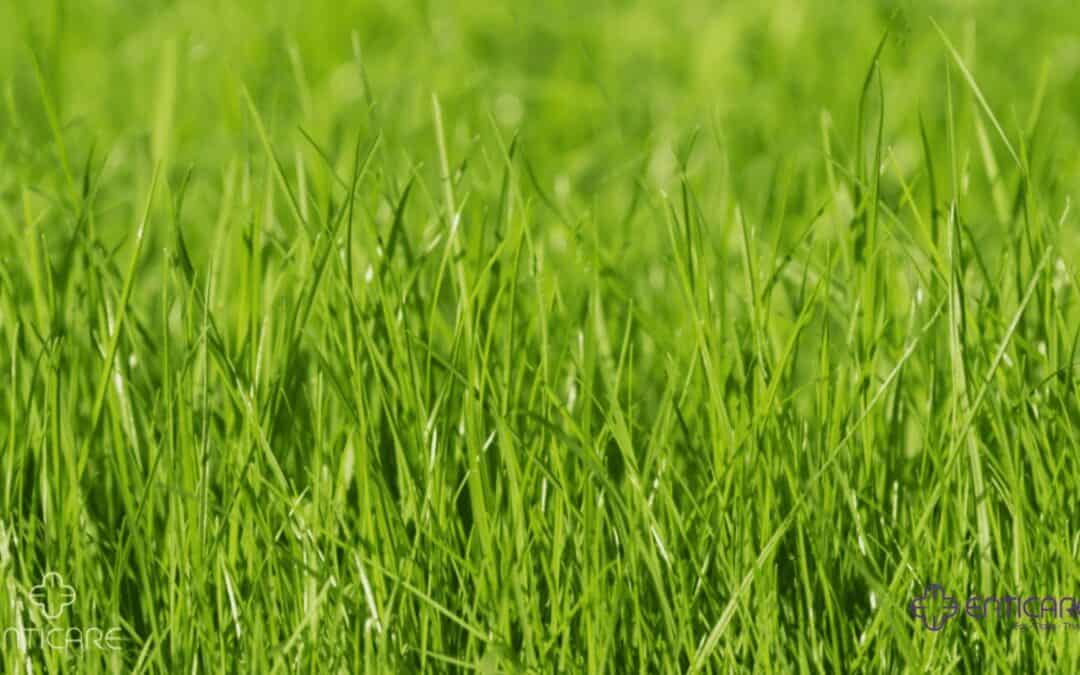 Perennial Ryegrass Allergy