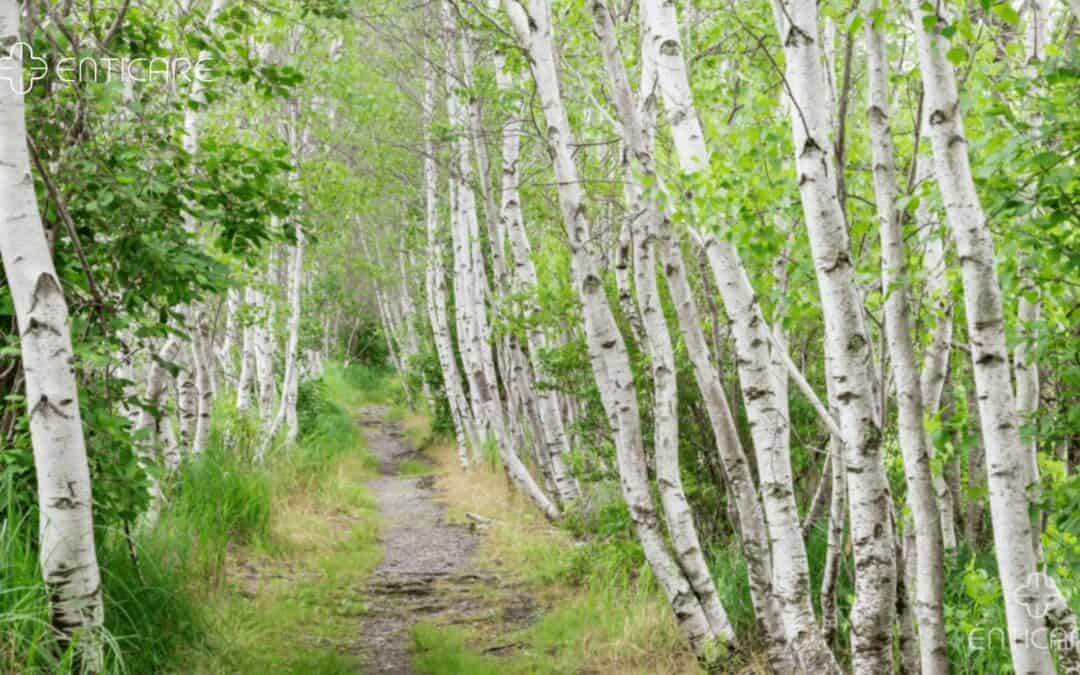 Birch Tree Allergies