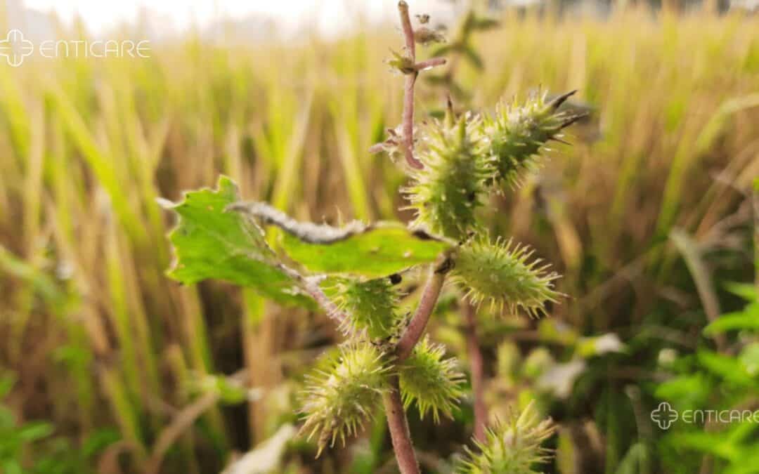 Cocklebur Allergy