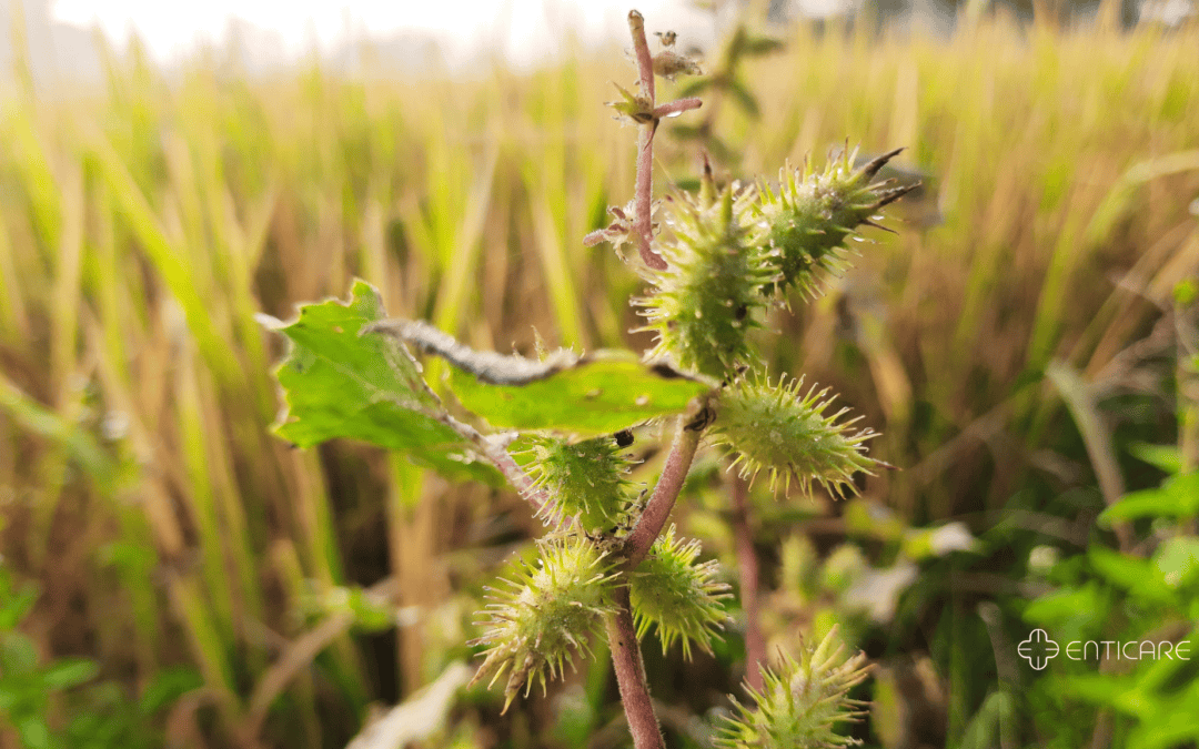 Suffering From Allergies When You’re Around Grass? It Might Be Cocklebur, Not Grass!