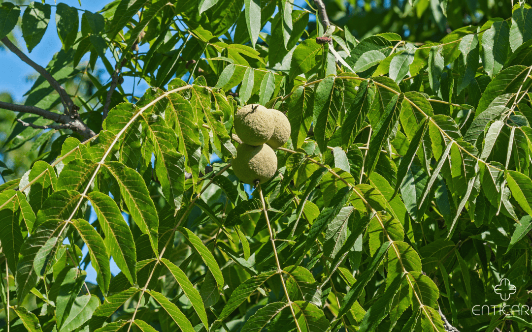 Cracking the Code: Navigating Black Walnut Tree Allergies with Awareness