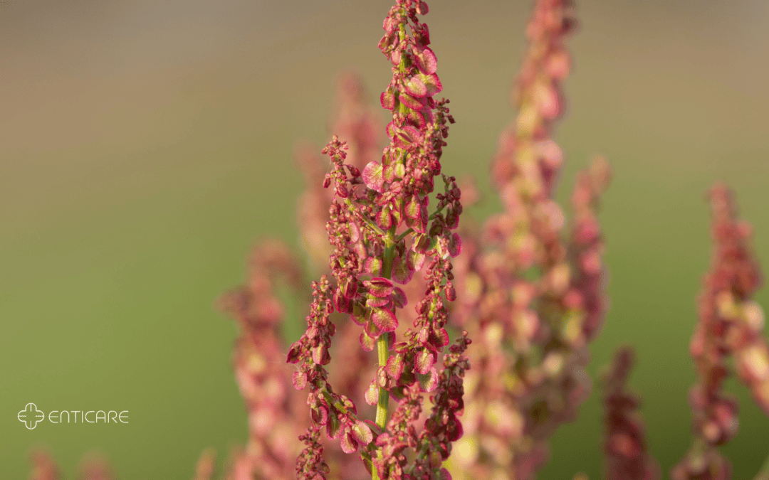 Dock and Sorrel: The Hidden Culprit Behind Your Summer Sneezes ...