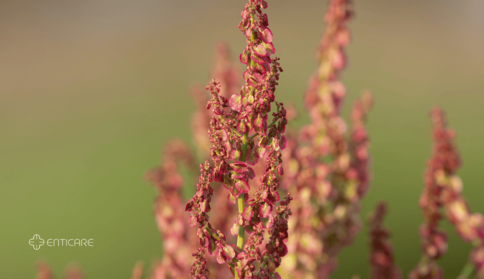 Dock and Sorrel: The Hidden Culprit Behind Your Summer Sneezes ...