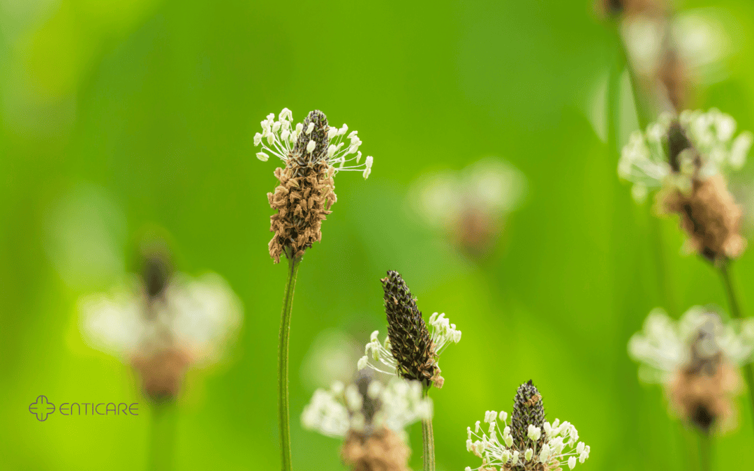 Are You Suffering from Mysterious Spring Allergies? It Could Be English Plantain!