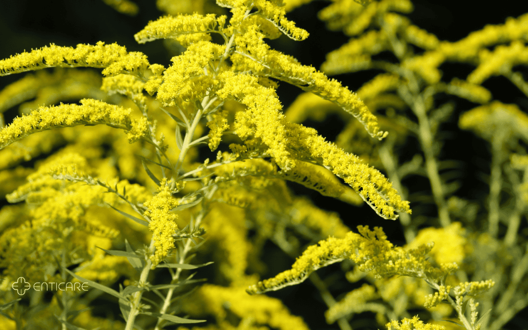 Suffering from Fall Allergies? It Might Be Goldenrod | Enticare Ear ...