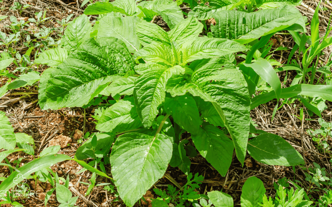 Is Careless weed Making You Careless About Spring? It Might Be Careless weed Allergy