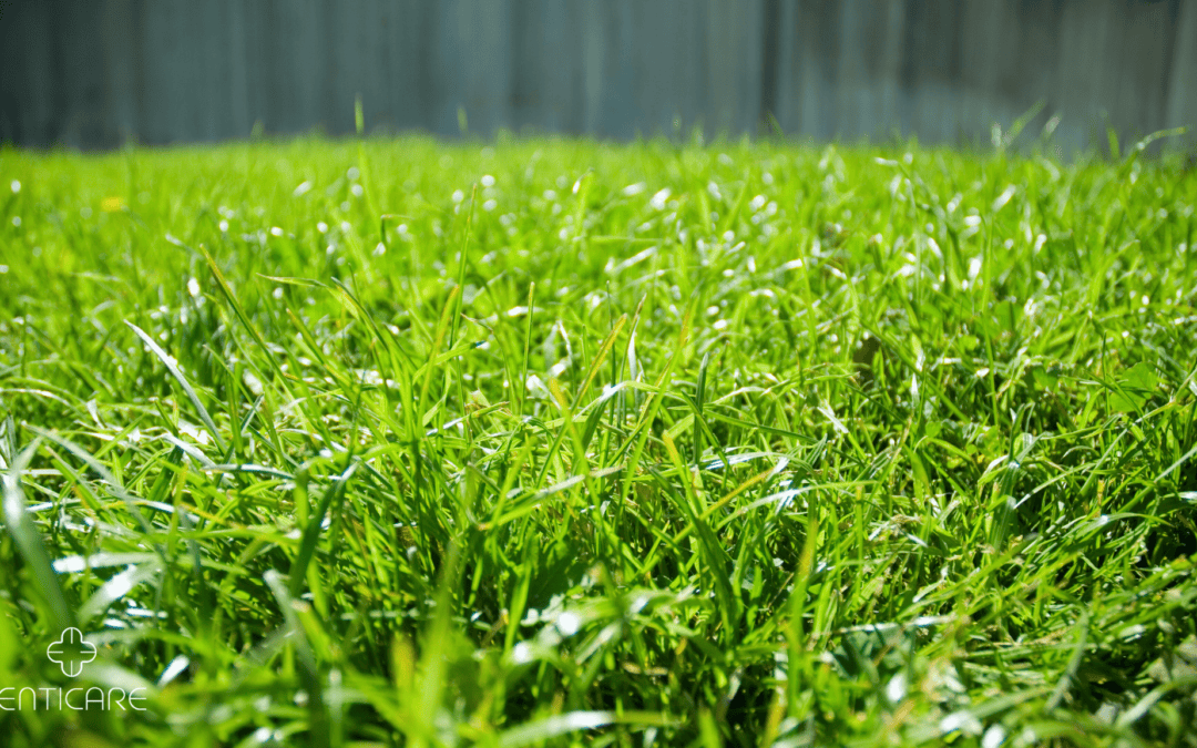 Is Your Lawn Making You Sniffle? You Might Have Bermuda Grass Allergy