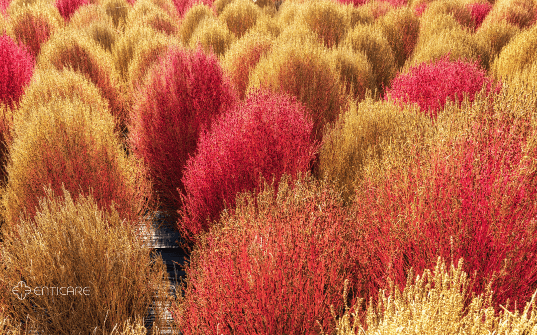 Kochia Causing Grief? Find Relief