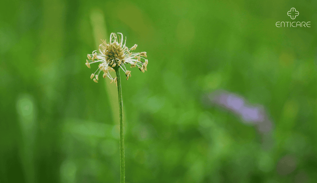 enticare-Plantago-lanceolata