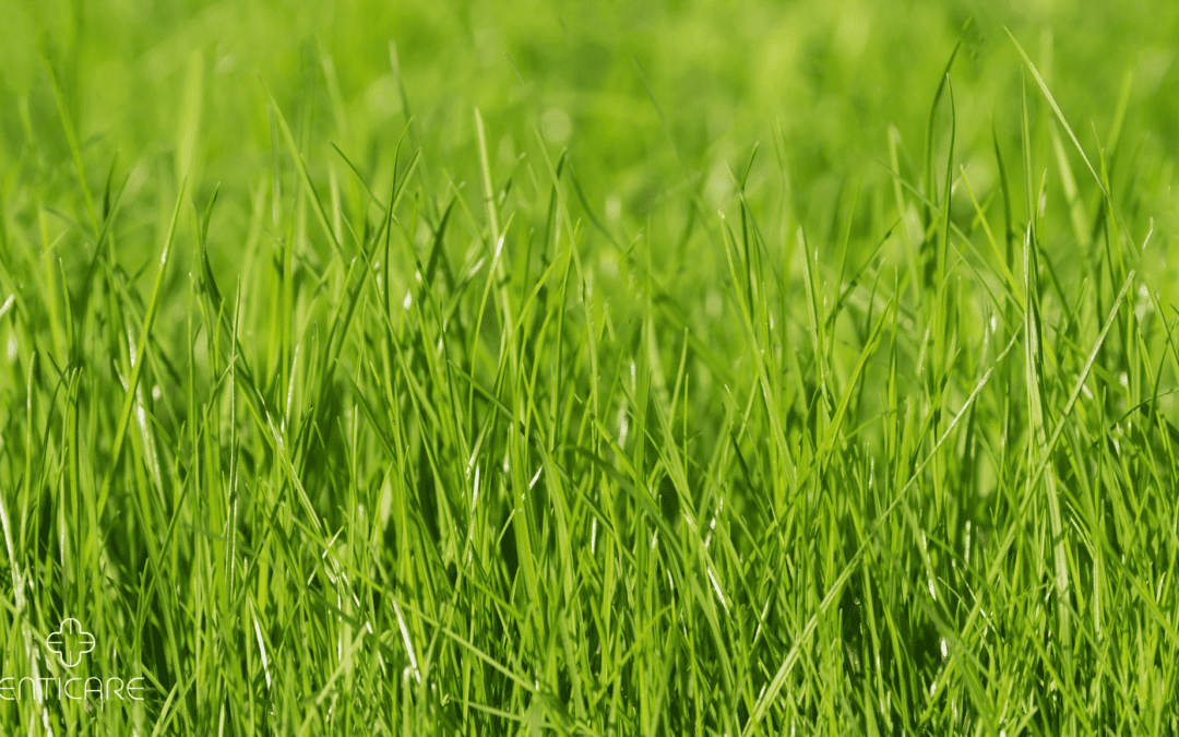 Suffering Through Spring with a Sniffly Nose? It Could Be Perennial Ryegrass Allergy