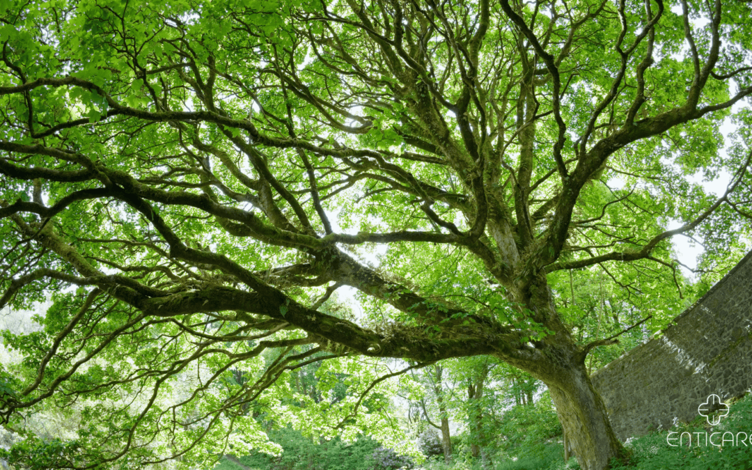 The Itchy Side of Spring: Unveiling the Truth About Sycamore Allergies