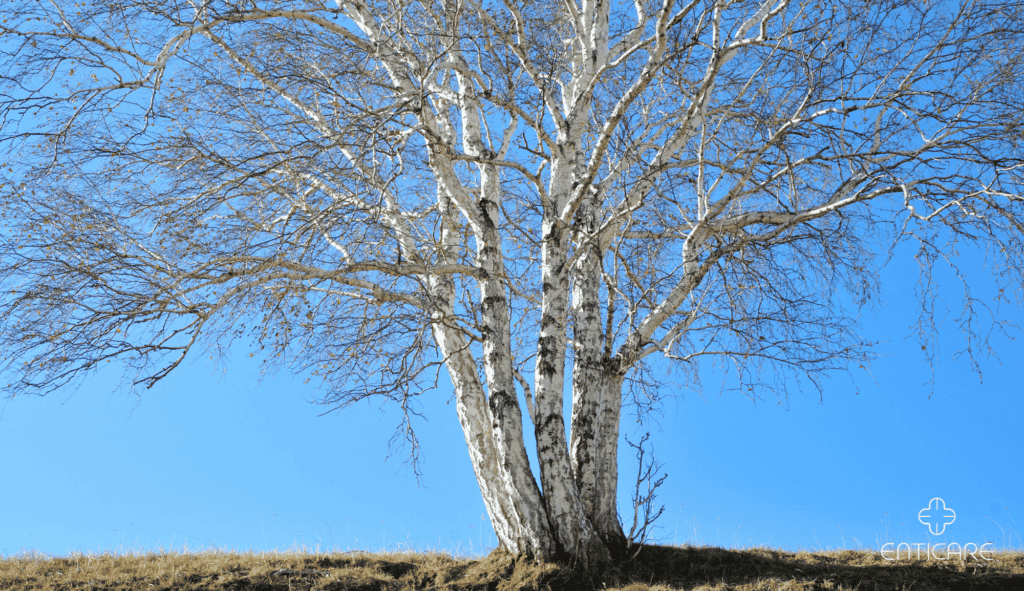 enticare-big-birch-tree