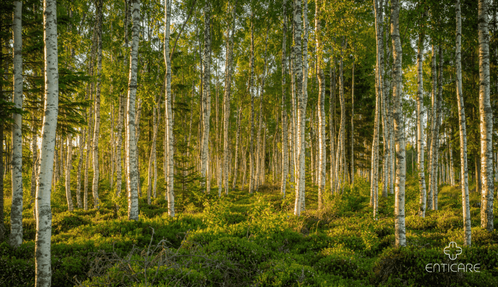 enticare-birch-forest
