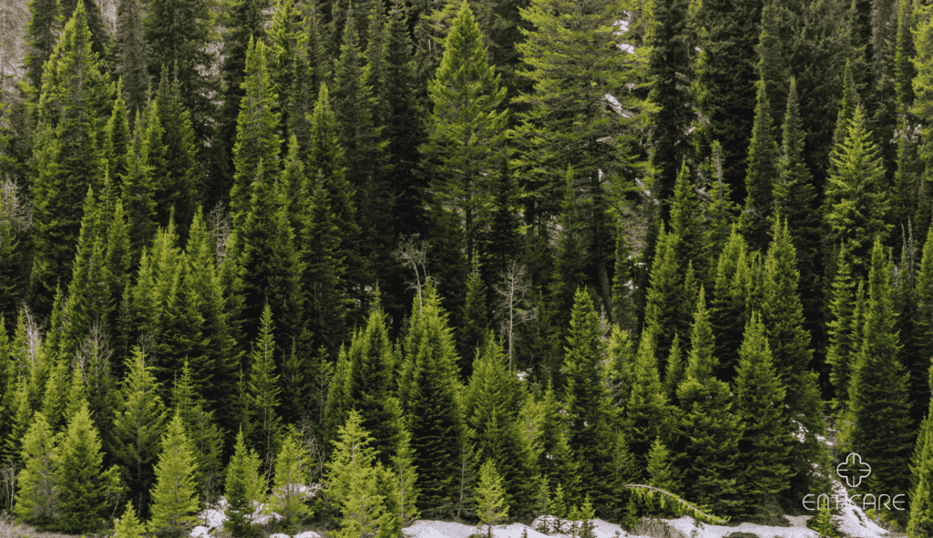 enticare-birdeye-pine-tree