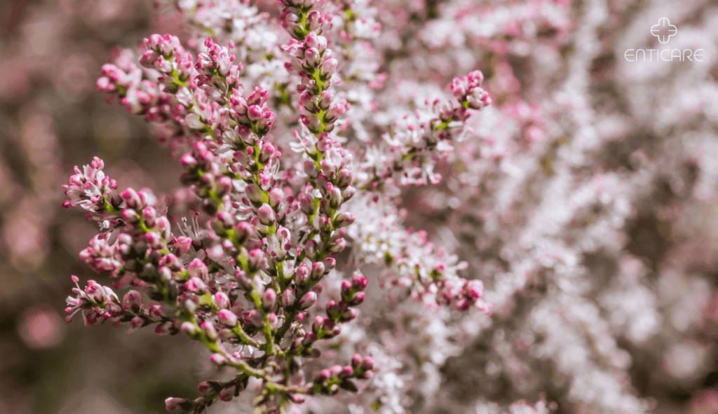 enticare-blooming-salt-cedar