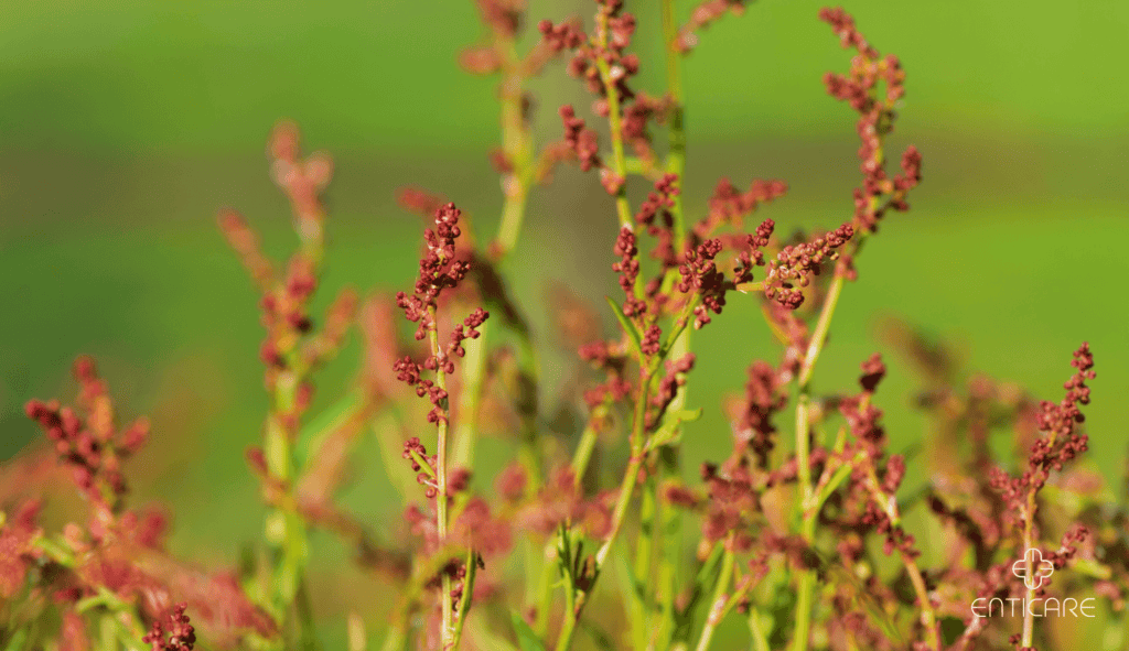 enticare-blooming-sorrel

