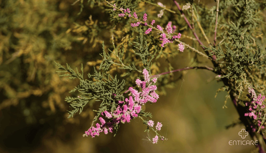 enticare-close-up-salt-cedar