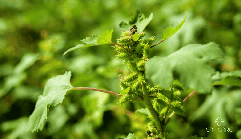 enticare-cocklebur-plant