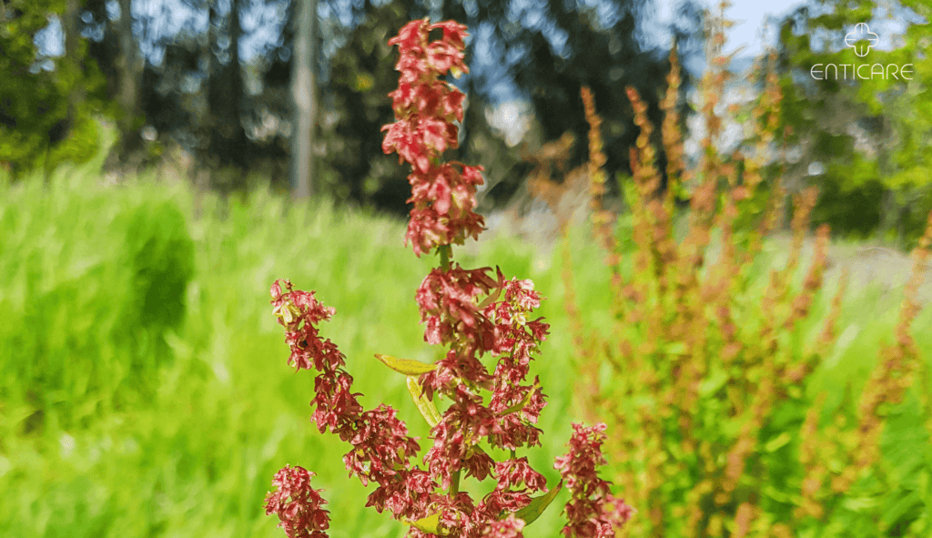 enticare-common-sorrel