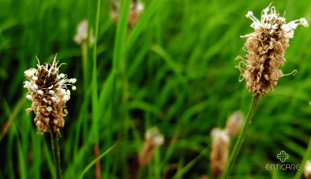 enticare-english-plantain