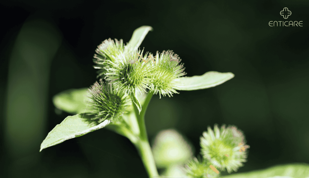 enticare-green-cocklebur