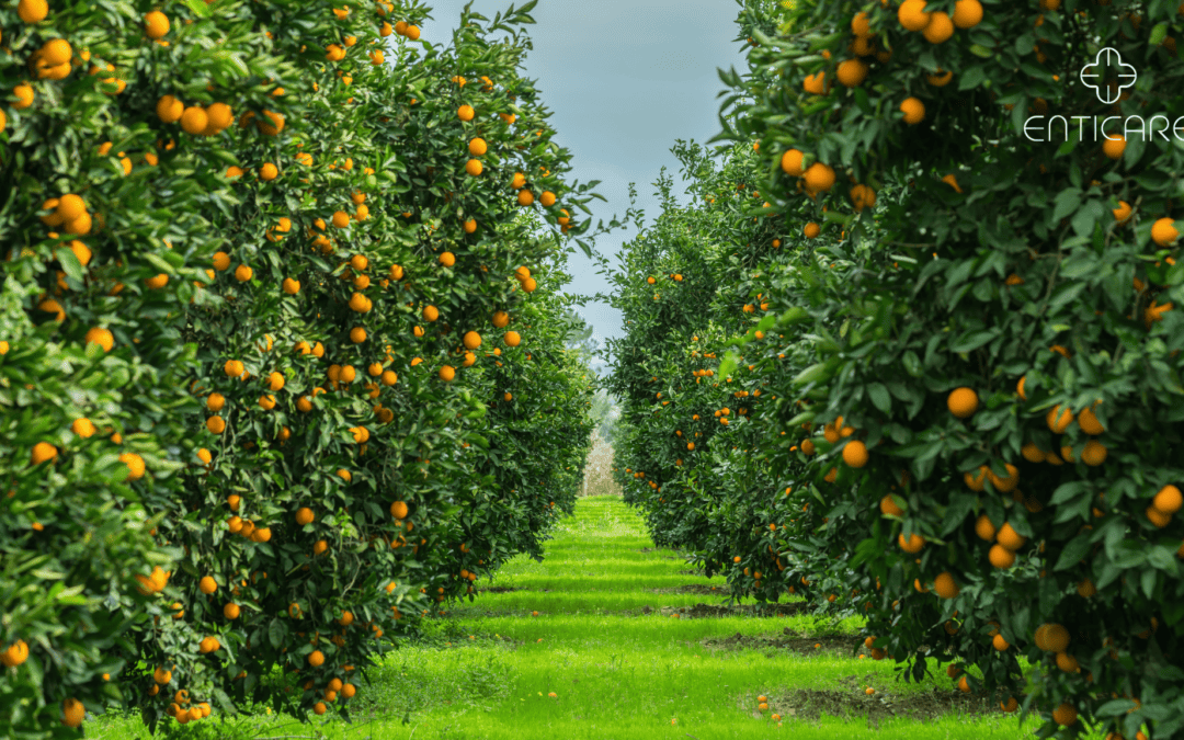 Sunshine and Sneezes: Unveiling the Mystery of Orange Tree Allergies