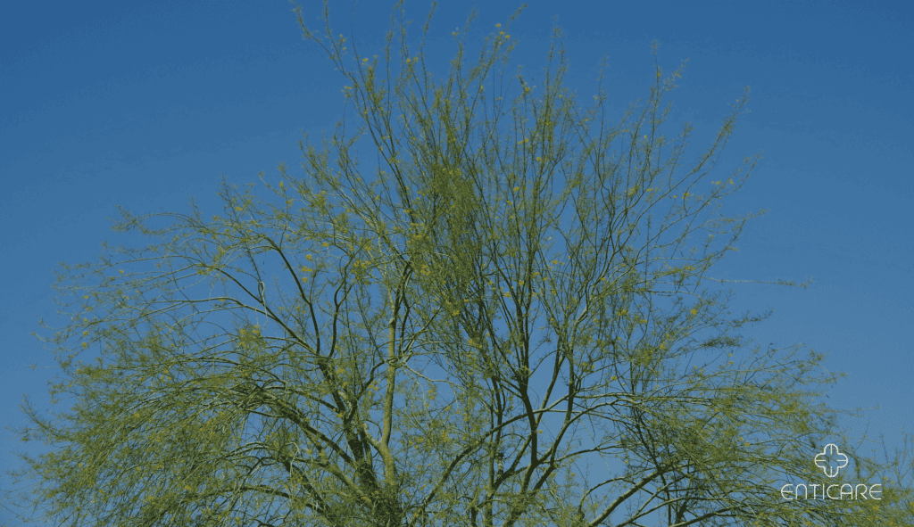 enticare-palo-verde