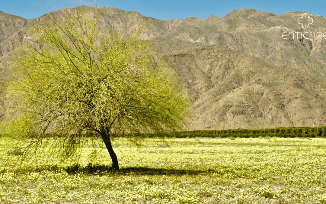 Beyond the Vibrant Blooms: Unveiling the Mystery of Palo Verde Tree Allergies