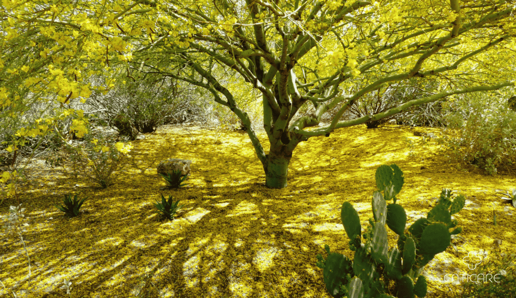 enticare-palo-verde-bloom
