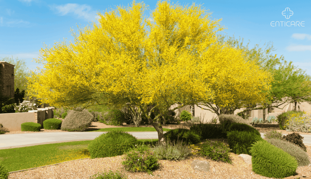 enticare-palo-verde-tree