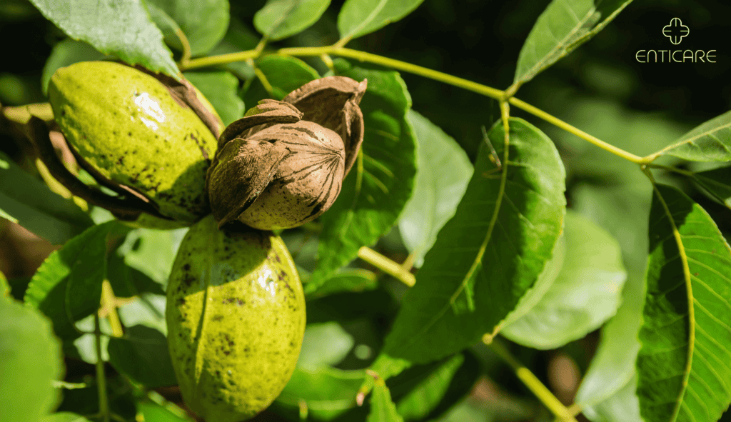 enticare-pecan