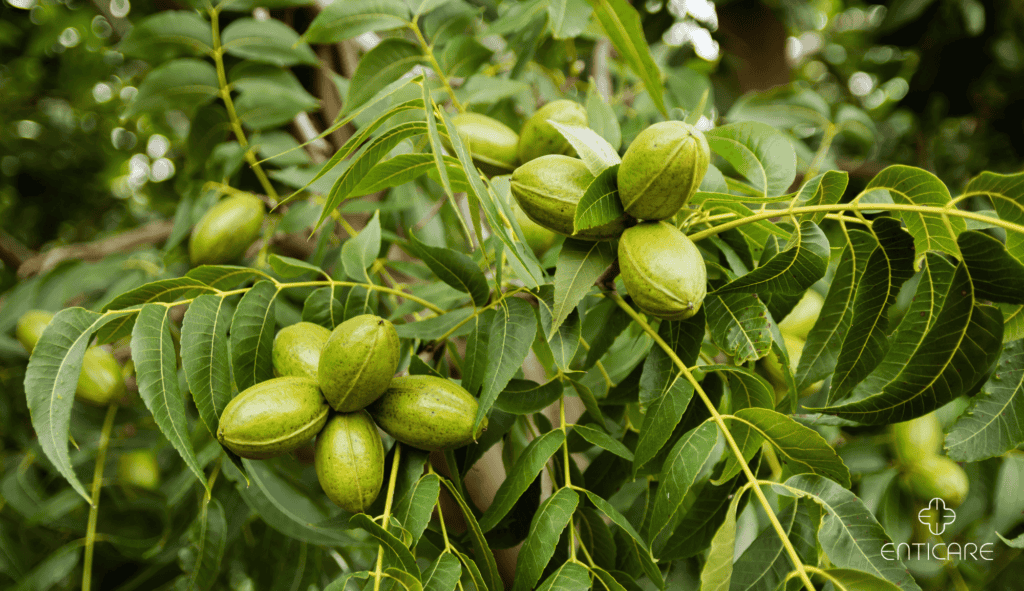 enticare-pecan-nut