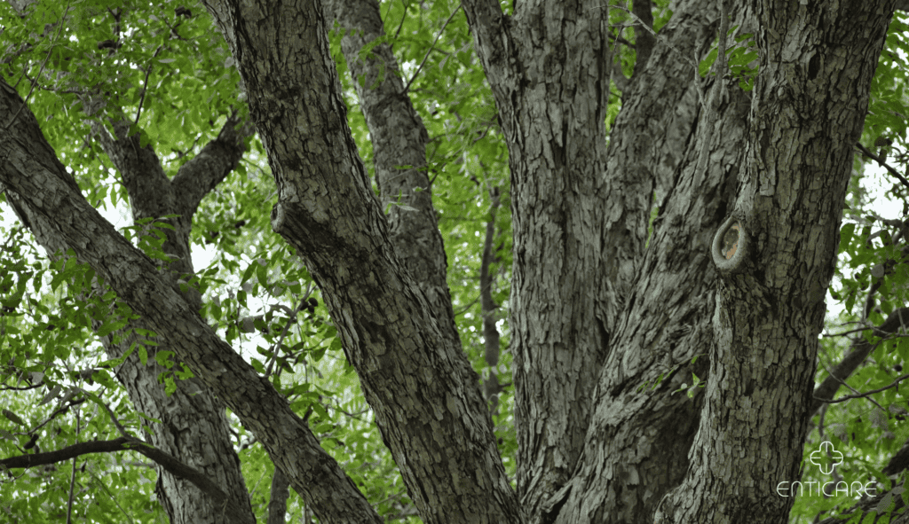 enticare-pecan-tree