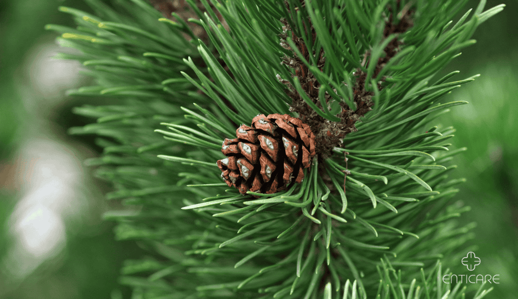 enticare-pine-cone