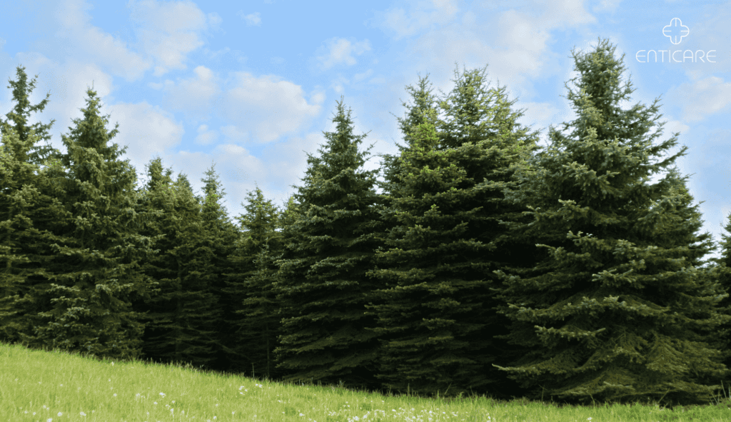 enticare-pine-trees