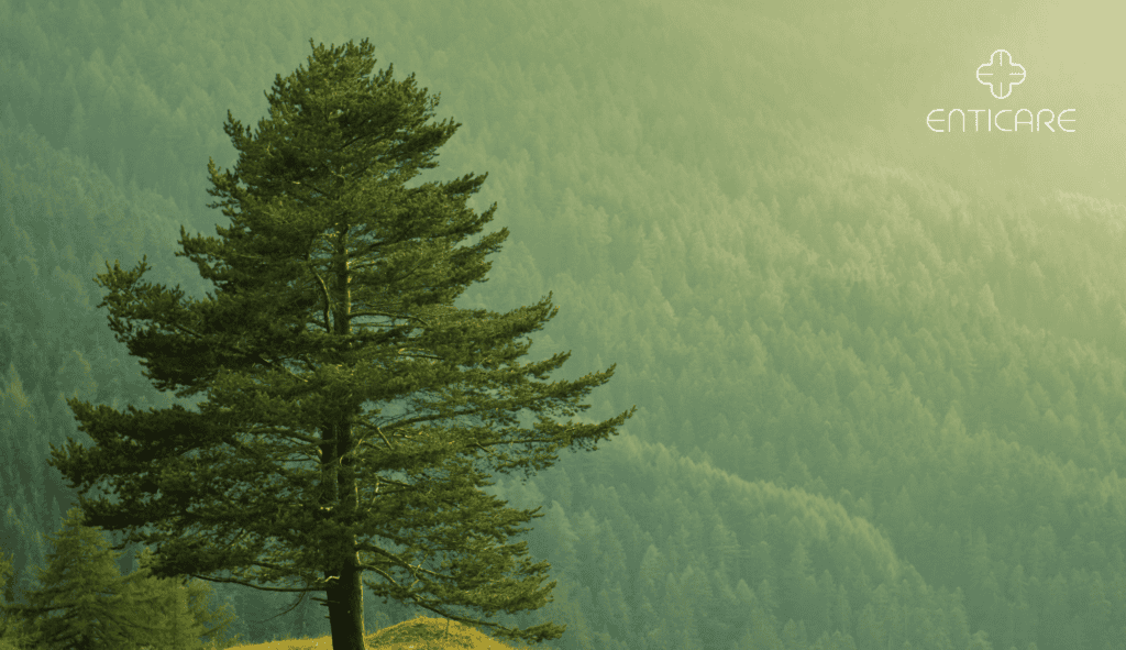 Pine Tree Allergies: A Hidden Threat in Spring | Enticare Ear, Nose ...