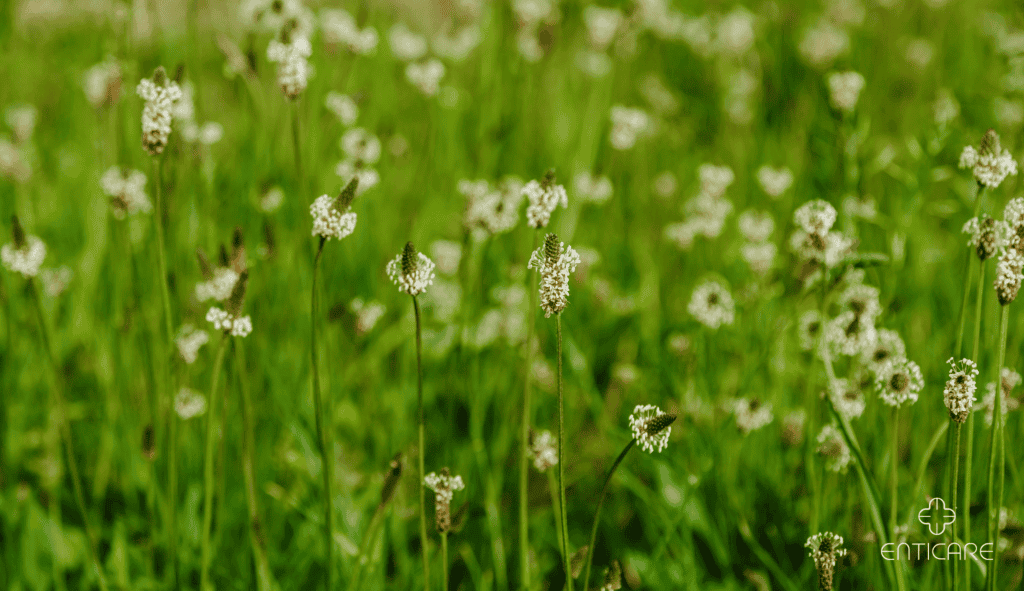 enticare-ribwort-plantain