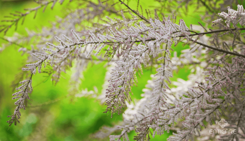 enticare-salt-cedar-flowers