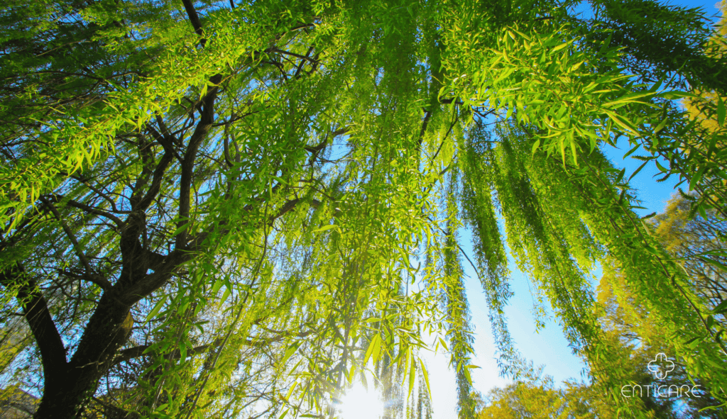 enticare-weeping-willow