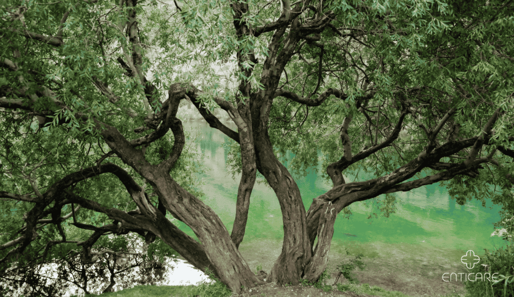 enticare-willow-tree-countryside