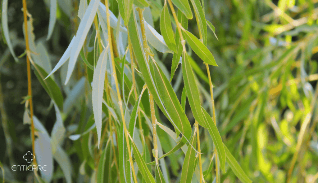 enticare-willow-tree-leaves