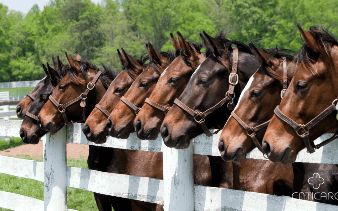 Allergic to Horses? Identifying and Managing Horse Hair and Dander Allergies