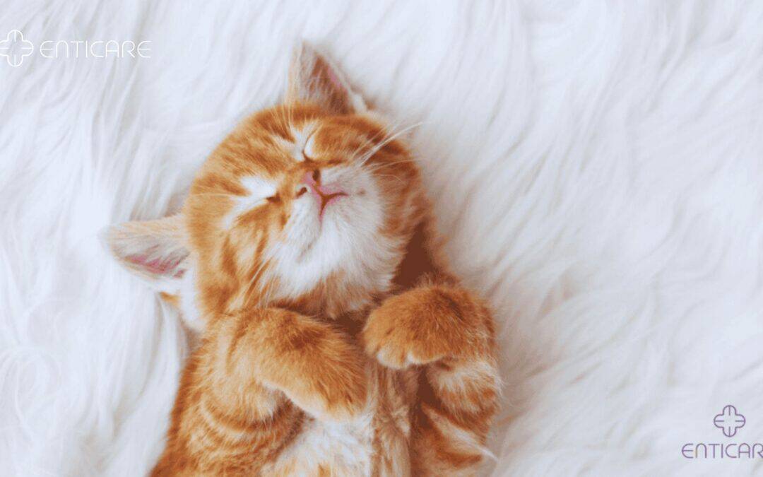 Cats and Allergies